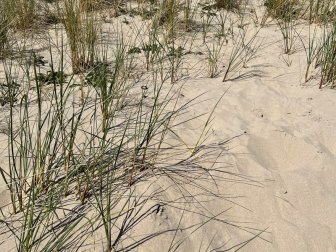 Gras am Strand :-)