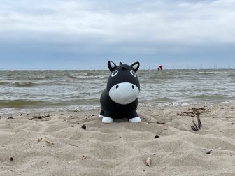 uiiii und viele Muscheln