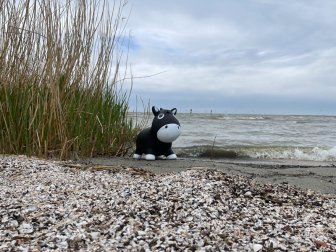 ist das Strandhafer?