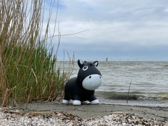 oder Strandweizen?