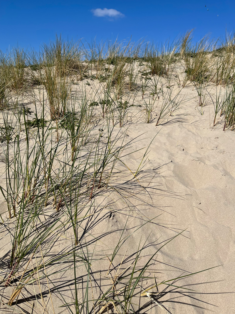 Gras am Strand :-)
