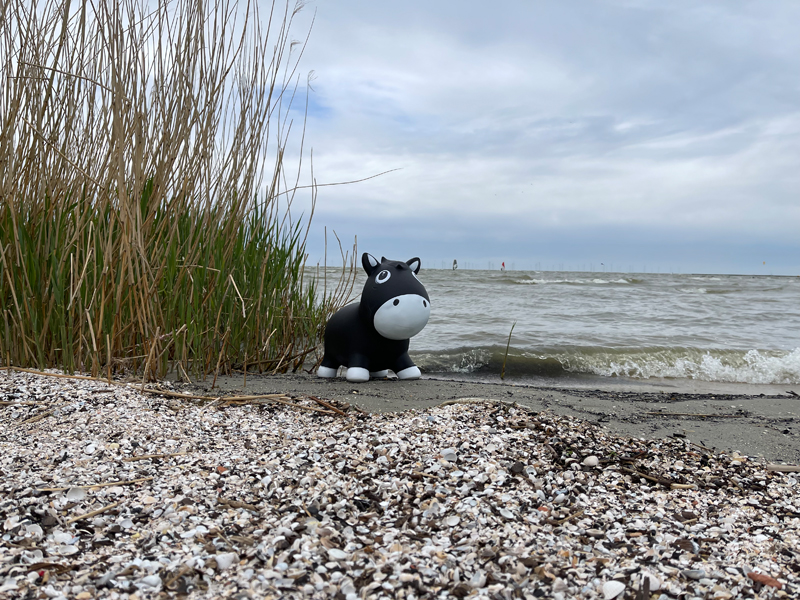 ist das Strandhafer?